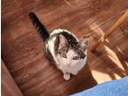 Adopt Cassie a Spotted Tabby/Leopard Spotted Domestic Shorthair (medium coat)