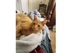 Adopt Honey Bear a Orange or Red Tabby (medium coat) cat in Speedway