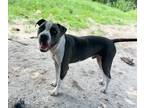 Adopt Gabe a Hound (Unknown Type) / Beagle / Mixed dog in WAYNESVILLE