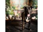 Adopt B2 Milli a Black Mixed Breed (Small) / Mixed Breed (Medium) / Mixed (short