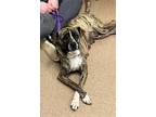 Adopt Juliette a Brindle Plott Hound / Bernese Mountain Dog / Mixed (short coat)