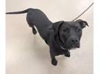 Adopt Coco 3 a Labrador Retriever / American Staffordshire Terrier / Mixed dog