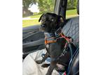 Adopt Odin a Labrador Retriever / Rat Terrier / Mixed dog in Waxhaw