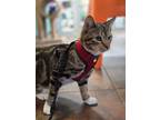 Adopt Todd a Domestic Shorthair / Mixed (short coat) cat in Sebastian