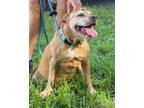 Adopt Salsa a Carolina Dog / Mixed Breed (Medium) / Mixed dog in St Augustine