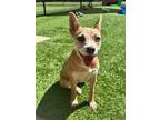 Adopt Bell a Terrier (Unknown Type, Small) / Mixed dog in Madison, GA (41236605)