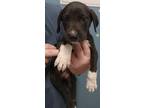 Adopt Tex a Labrador Retriever / Mixed Breed (Medium) / Mixed dog in Brownwood