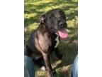 Adopt Bug a Labrador Retriever / Mixed Breed (Medium) / Mixed dog in Brownwood