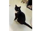 Adopt Rocky a Domestic Shorthair / Mixed (short coat) cat in Blountville
