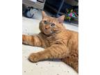 Adopt Miss Meow a Domestic Shorthair / Mixed (short coat) cat in Blountville