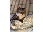 Adopt Boots a Domestic Shorthair / Mixed (short coat) cat in Blountville