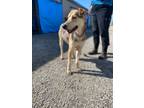 Adopt FRIEND a Catahoula Leopard Dog / Mixed dog in Rockport, TX (41236574)