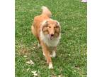 Adopt Toby a Red/Golden/Orange/Chestnut - with White Collie / Mixed dog in