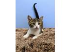 Adopt Crinkle a Gray, Blue or Silver Tabby Domestic Shorthair (short coat) cat