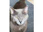 Adopt Holy Mackerel a Russian Blue / Mixed (short coat) cat in New Braunfels