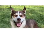 Adopt Bubbles a Brown/Chocolate - with White Husky / Mixed dog in Germantown