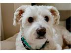 Adopt Comet a White - with Tan, Yellow or Fawn Schnauzer (Miniature) / Poodle