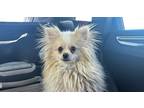 Adopt Clyde a Tan/Yellow/Fawn Pomeranian / Mixed dog in San Diego, CA (41236404)
