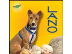 Adopt Lano a Basenji / Mixed dog in Troy, VA (41236398)