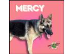 Adopt Mercy a Brown/Chocolate - with Black German Shepherd Dog / Mixed dog in