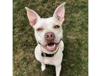 Adopt Casper - AVAILABLE a Pit Bull Terrier / Mixed dog in Seattle