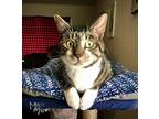 Adopt Charlie a Brown Tabby Domestic Shorthair (short coat) cat in Mead