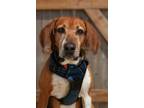 Adopt Jake a Tricolor (Tan/Brown & Black & White) Treeing Walker Coonhound /