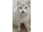 Adopt Pearl a Cream or Ivory Siamese / Mixed Breed (Medium) / Mixed (short coat)