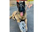 Adopt XENA a Brown/Chocolate - with Tan Belgian Malinois / German Shepherd Dog /