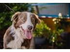 Adopt Buddy a Border Collie / Weimaraner / Mixed dog in Seattle, WA (41193848)