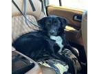 Adopt Jessee America a Black - with White Poodle (Standard) / Labrador Retriever