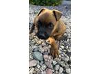 Adopt Winnie a Red/Golden/Orange/Chestnut - with Black Boxer / Belgian Malinois