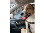 Adopt Apollo a Brown/Chocolate - with White Labrador Retriever / Great Dane /