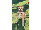 Adopt Jasmine a Tan/Yellow/Fawn - with White Pit Bull Terrier / Mixed dog in