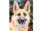 Adopt Mei von Mellingen a Tan/Yellow/Fawn - with White German Shepherd Dog /