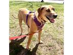Adopt Roxy. C a Tricolor (Tan/Brown & Black & White) Rhodesian Ridgeback / Mixed