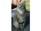 Adopt Hope a Brown Tabby Domestic Shorthair / Mixed Breed (Medium) / Mixed