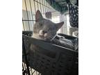 Adopt Biscuit a Gray or Blue (Mostly) American Shorthair / Mixed (short coat)