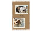 Adopt Molly a White - with Red, Golden, Orange or Chestnut Beagle / Mixed dog in