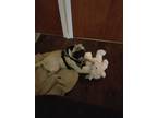 Adopt Mugsy a Brown/Chocolate - with Black Pug / Pug dog in San Antonio