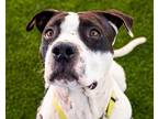 Adopt Quetzalcoatl a American Pit Bull Terrier / Mixed dog in San Diego