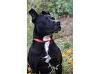 Adopt Billy a Black - with White American Pit Bull Terrier / Mixed dog in