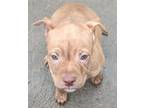 Adopt COFFEE a Brown/Chocolate - with White Pit Bull Terrier / Mixed dog in