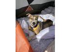 Adopt Darcie a Tricolor (Tan/Brown & Black & White) Beagle / Mutt / Mixed dog in