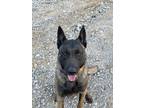 Adopt ScoobyDoo a Tan/Yellow/Fawn - with Black Belgian Malinois / Mixed dog in