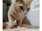 Adopt Baby a White Domestic Shorthair / Mixed Breed (Medium) / Mixed (short