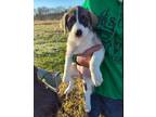 Adopt Ursula a Brown/Chocolate - with White Bernese Mountain Dog / Mixed dog in