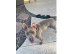 Adopt DARLA a Tan/Yellow/Fawn Staffordshire Bull Terrier / Australian Cattle Dog
