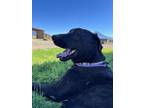 Adopt Malachi a Black Labrador Retriever / Mastiff / Mixed dog in Yreka