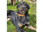 Adopt Dilly a Black - with Tan, Yellow or Fawn Doberman Pinscher / Shepherd